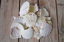 Schelpen wit/natuel (nr 9)
