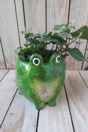 Bloempot kikker 11x13 cm (W44)