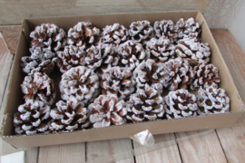 Doos met besneeuwde dennenappels 5 cm