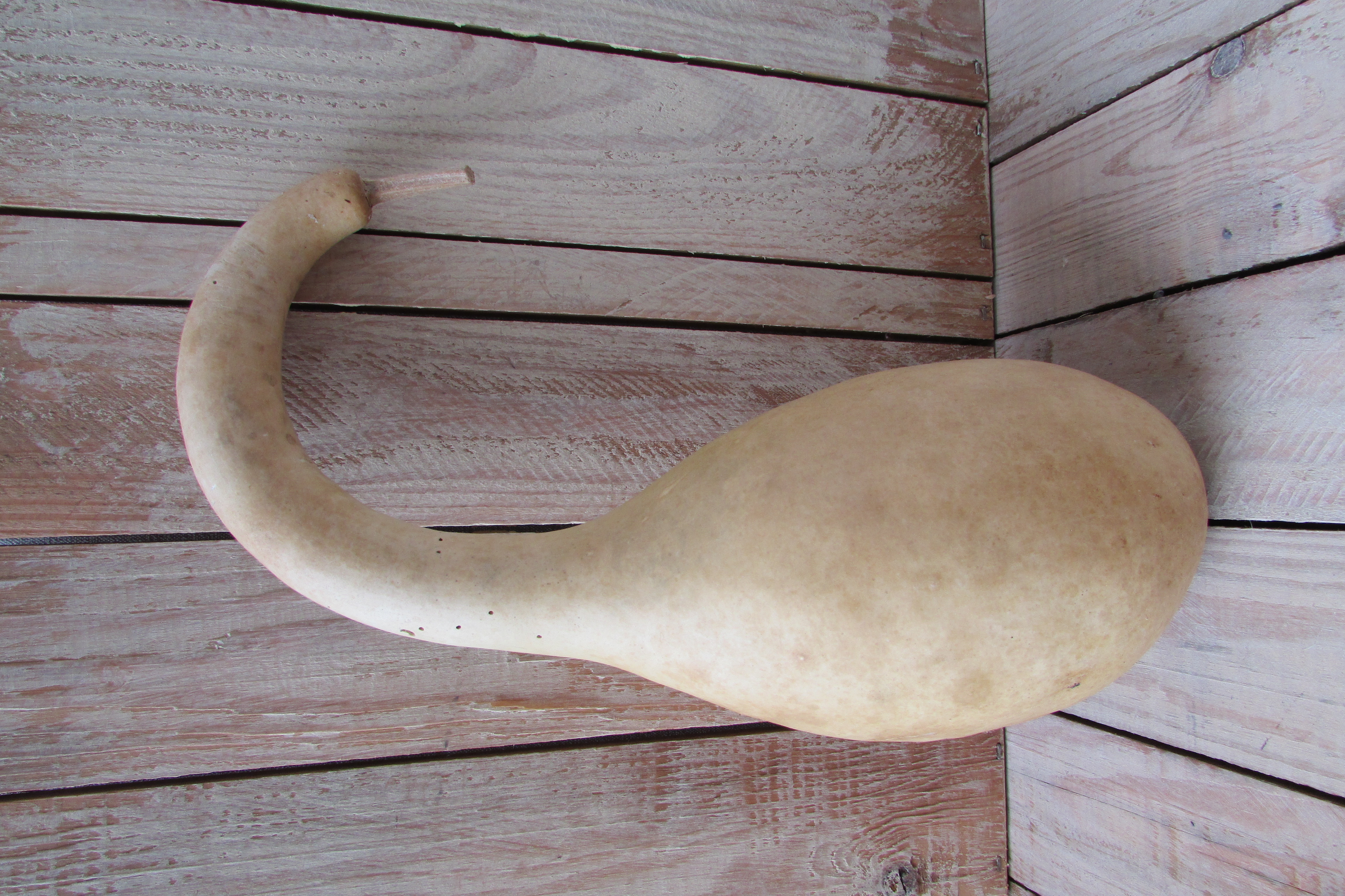 Gedroogde kalebas 28x11 cm (nr 10)