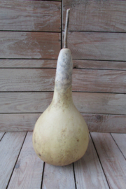 Gedroogde kalebas  26x13 cm (nr 28)