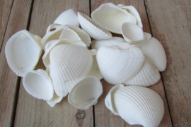 Schelpen, wit mix 150 gram (nr 10)