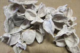 Cotton pods  wit, 35 gram (nr 49)