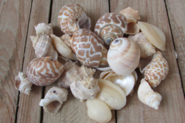Schelpen 150 gram naturel (nr 32)