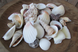 Schelpen mix 250 gram (nr 6)