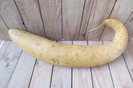 gedroogde  fleskalebas 43x9 cm (nr42)