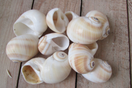 Schelpen 165 gram (nr 43)