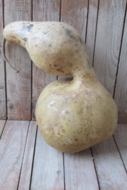 Gedroogde fleskalebas 37x18 cm (nr 13)