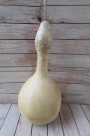 Gedroogde fleskalebas 43x19 cm (nr5)