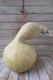 Fleskalebas gedroogd 40x26 cm (nr 2)