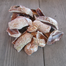 Schelpen naturel tinten 100 gram (nr 7)