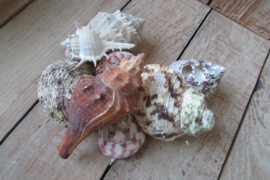 Schelpen mix groot 9 stuks (nr 83)