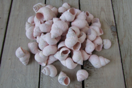 Kokkels acht roze klein (nr101)