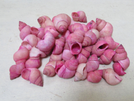 Schelpen roze kokkeltjes 50 gram (nr 38)