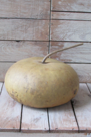 Gedroogde kalebas 23x11 cm (nr 21)