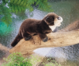 Rivier otter