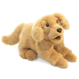 2862 Golden Retriever Pup