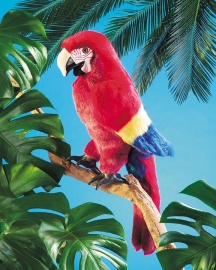 Papegaai