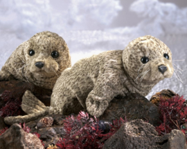 Zeehond