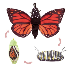 3073 Levenscyclus van een vlinder