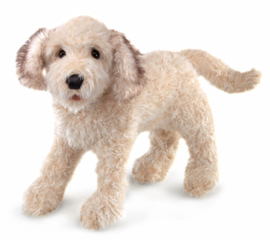 3136 Labradoodle