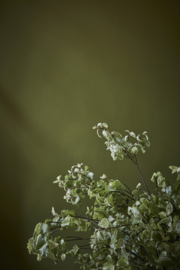 Little Greene verf Citrine 71