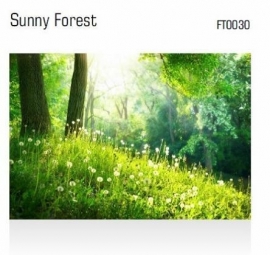Sunny Forest