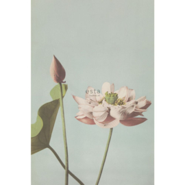 Esta Home fotobehang lotusbloem oudroze 158890