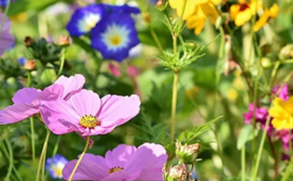 Wilde bloemen en planten in Nederland