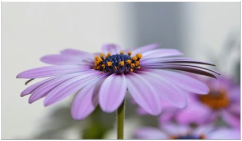 Grote-roze-paarse-margriet-bloem-bloesem