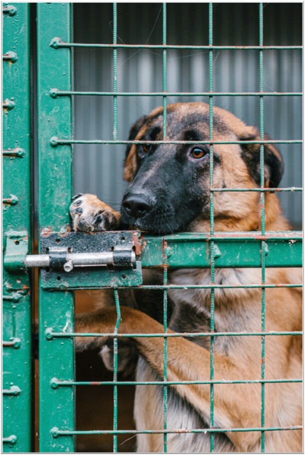 Grote-staande-zielige-bruine-hond-met-zwarte-snoet-kijkt-door-tralies-van-kooi