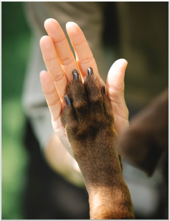 Reiki-hand-en-poot-hond-raken-elkaar-aan