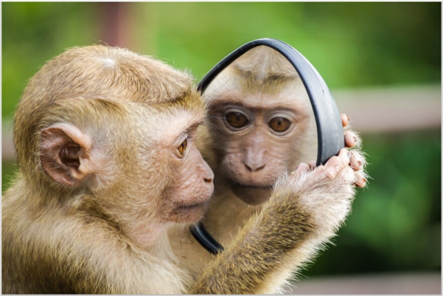 Monkey-mind-mindfulnes-Aapje-kijkt-in-spiegel