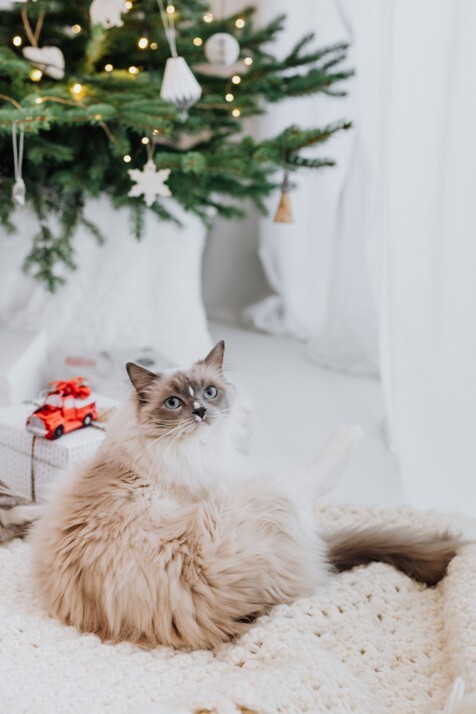 Poes ligt onder een kerstboom op een zachte deken in een lichte, rustige kerstsfeer.