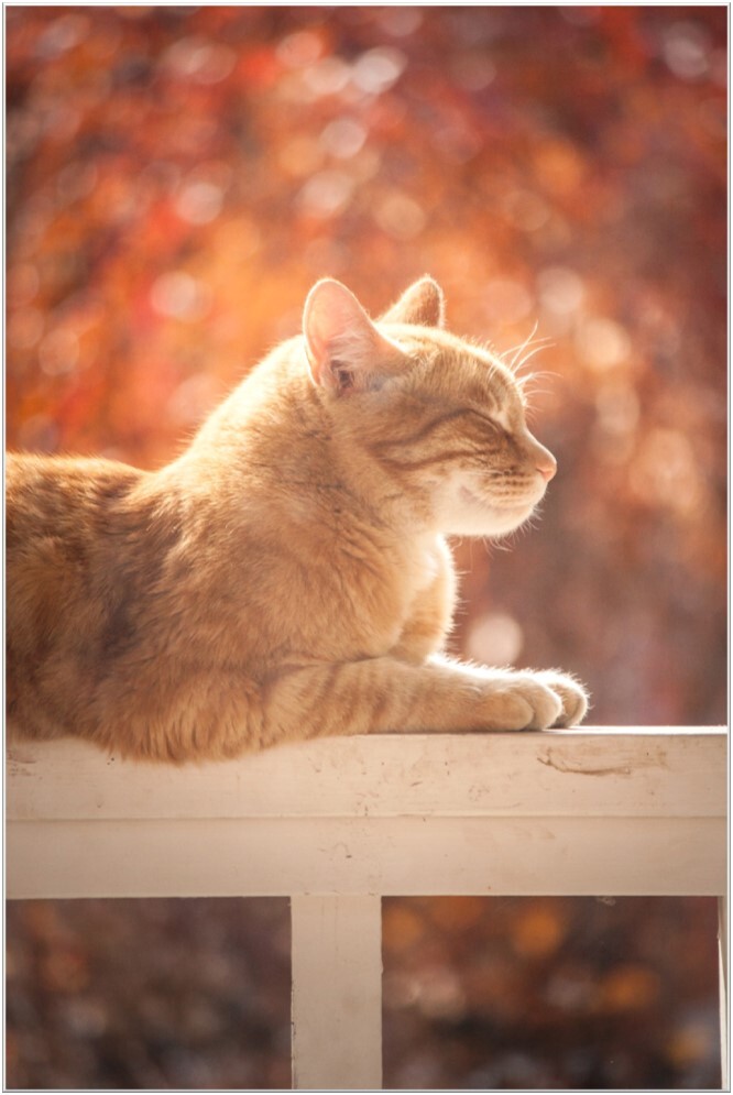 Dieren-reiki-oranje-kleurige-kat-tevreden-op-houten-hek