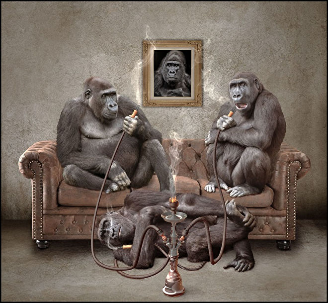 rokende apen.jpg