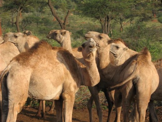 kameel2-helaas-geen-fabeltjenr.9.jpg