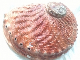 Witte salie los 150 gram + gratis Abalone schelp