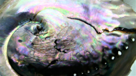 Abalone schelp  +-15cm