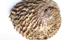 Abalone schelp  +-15cm