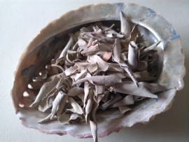 Abalone schelp met 25 gram witte salie