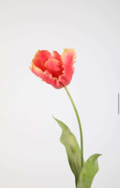 Parrot Tulip