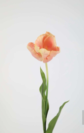 Tulip Stem