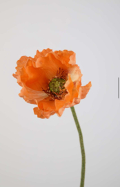 Giant Poppy oranje