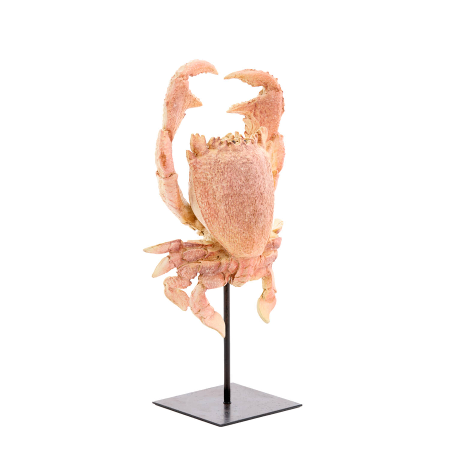 CRAB light coral
