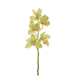 Medium Cymbidium 66cm Green