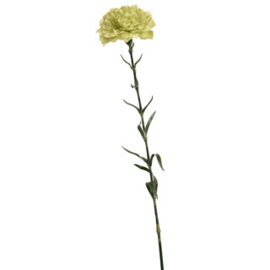 Carnation Soft Stem 70cm Green