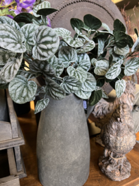 Bush Saintpaulia dark green 35 cm