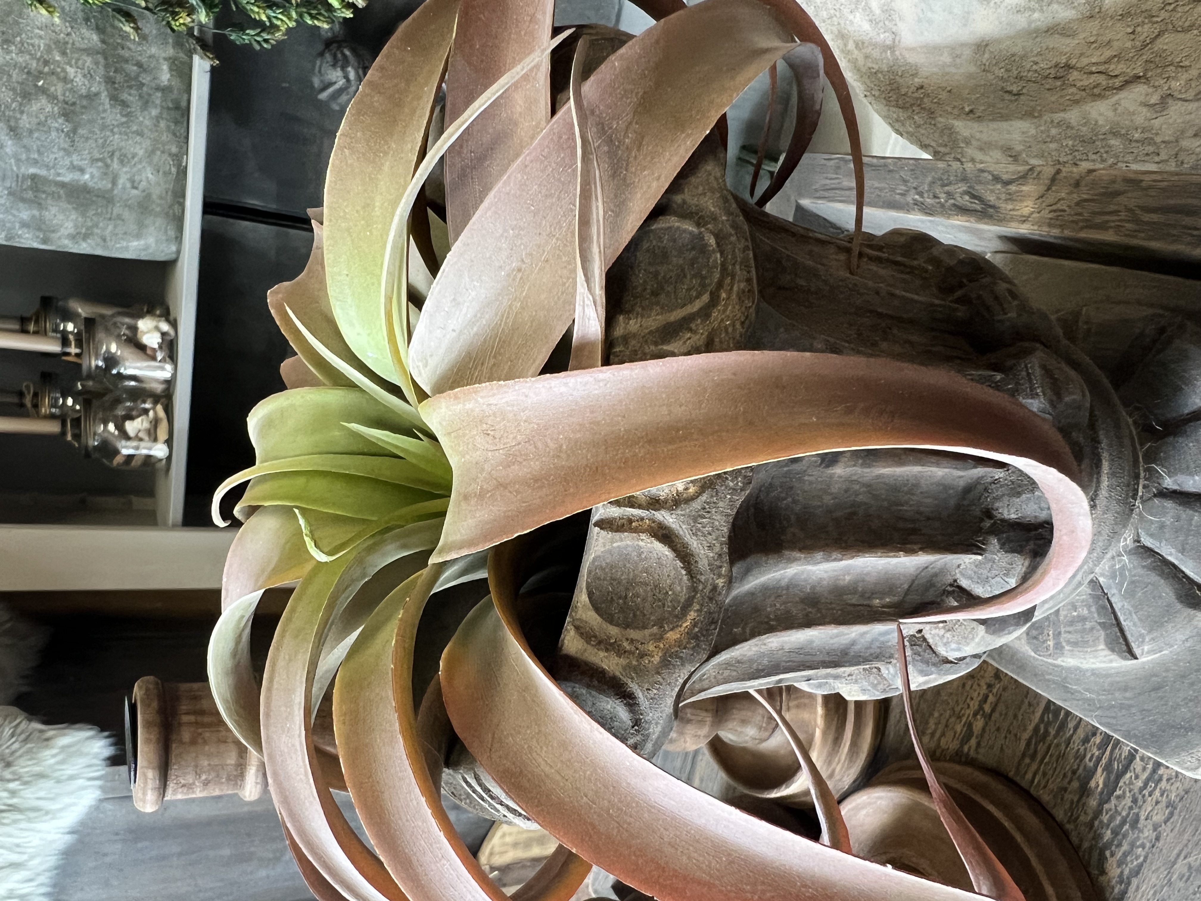 Tillandsia green/brown > Ø 20 cm