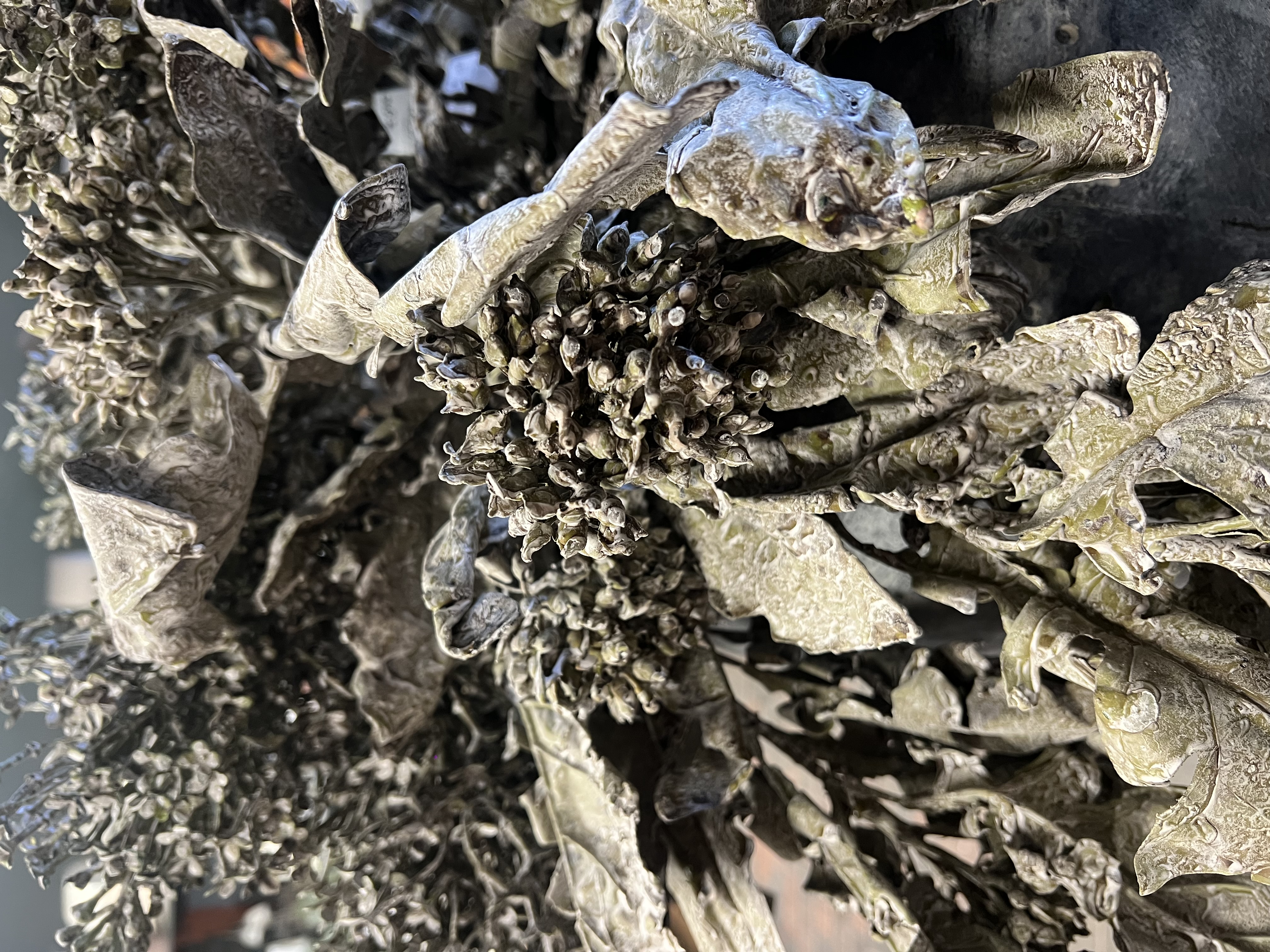 Sobere tak " Feax Leaf Spray met blad " > grey